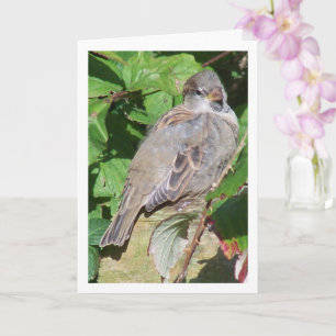 Carte Portrait de moineau