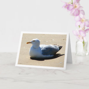 Carte Portrait de mouette sur la plage