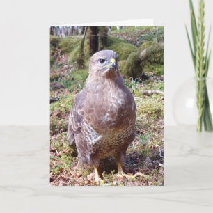 Carte Portrait de nature de Buse commune rapace frappant