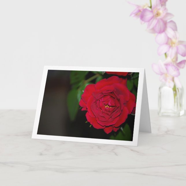 Carte Portrait de nuit à la rose rouge (Orchidée)