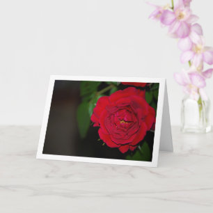 Carte Portrait de nuit à la rose rouge
