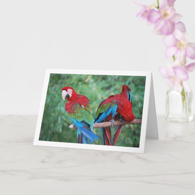 Carte Portrait de perroquets rouges bleus et verts (Orchidée)