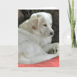 Carte Portrait de petit chien blanc mignon