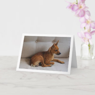Carte Portrait de Pinscher Miniature