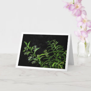 Carte Portrait de plante de jasmin la nuit