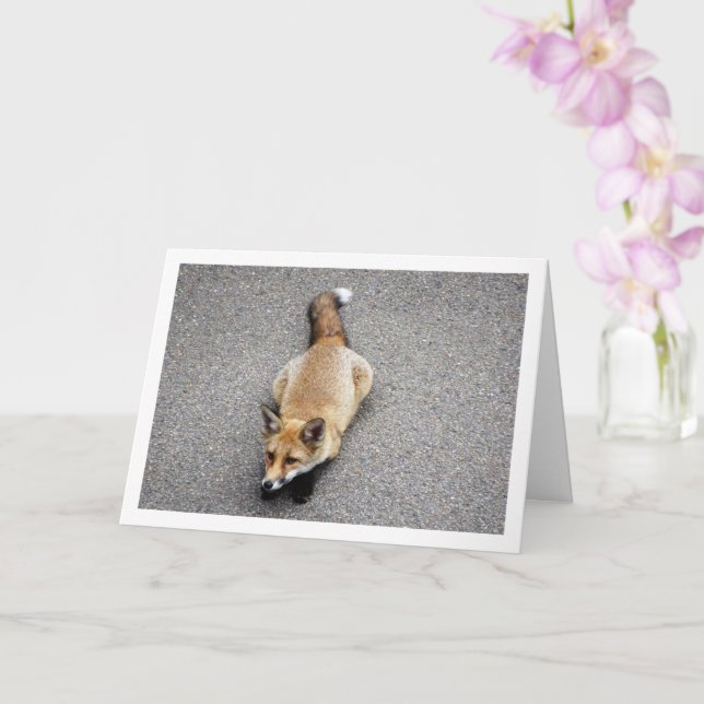 Carte Portrait de renardeau couché dans la rue (Orchidée)