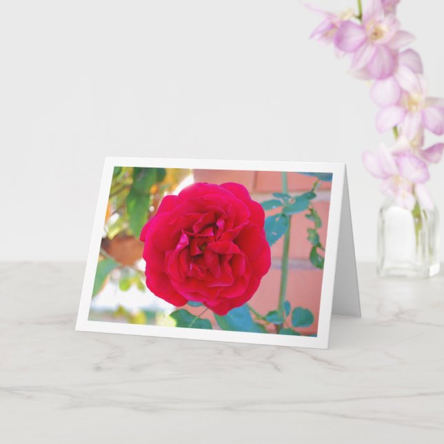 Carte Portrait de rose de jardin rouge (Orchidée)