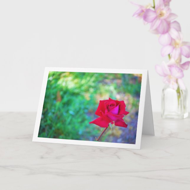 Carte Portrait de rose de jardin rouge (Orchidée)