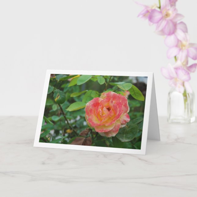 Carte Portrait de rose fleur rose et jaune (Orchidée)