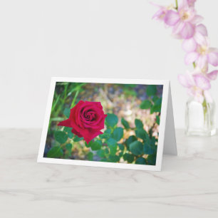 Carte Portrait de rose florale rouge