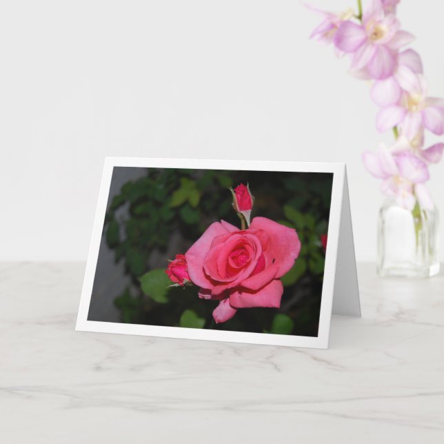 Carte Portrait de rose rose et boutons de rose (Orchidée)
