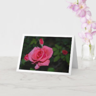 Carte Portrait de rose rose et boutons de rose