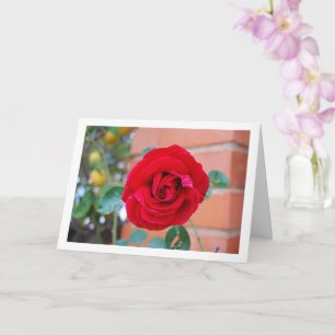 Carte Portrait de Rose Rouge