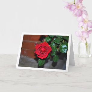 Carte Portrait de rose rouge la nuit