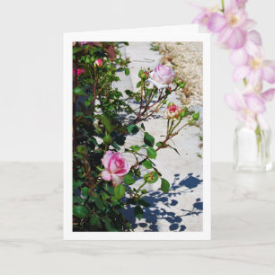 Carte Portrait de roses roses
