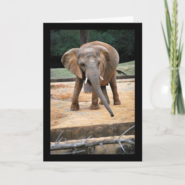Carte Portrait d'éléphant d'Afrique (Devant)