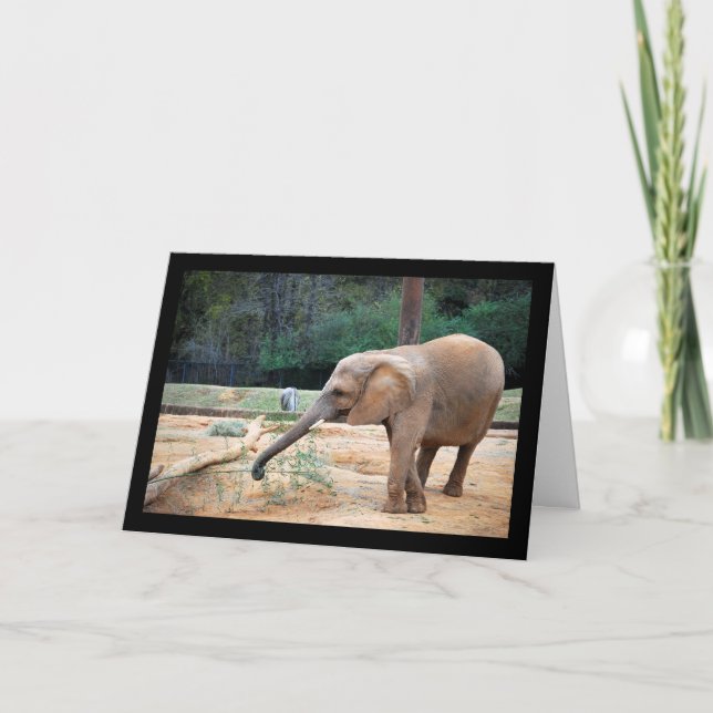 Carte Portrait d'éléphant d'Afrique dans un parc (Devant)