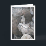 Carte Portrait du lion de montagne<br><div class="desc">Carte de voeux Mountain Lion Portrait. Vous pouvez facilement customiser ce produit gratuitement si vous souhaitez ajouter du libellé ou changer la couleur du arrière - plan.</div>