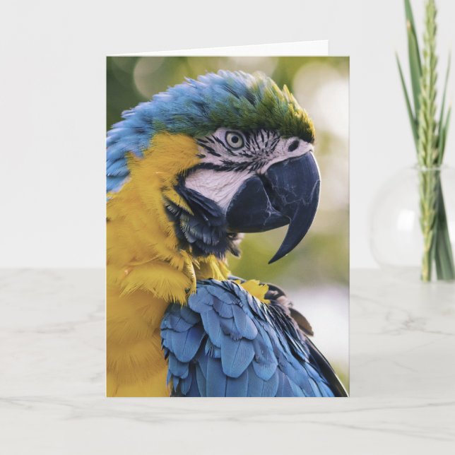 Carte Portrait du profil de la perroquet macaw (Devant)