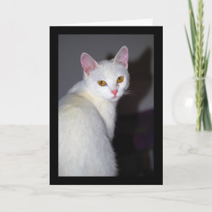 Carte Portrait d'un chat blanc