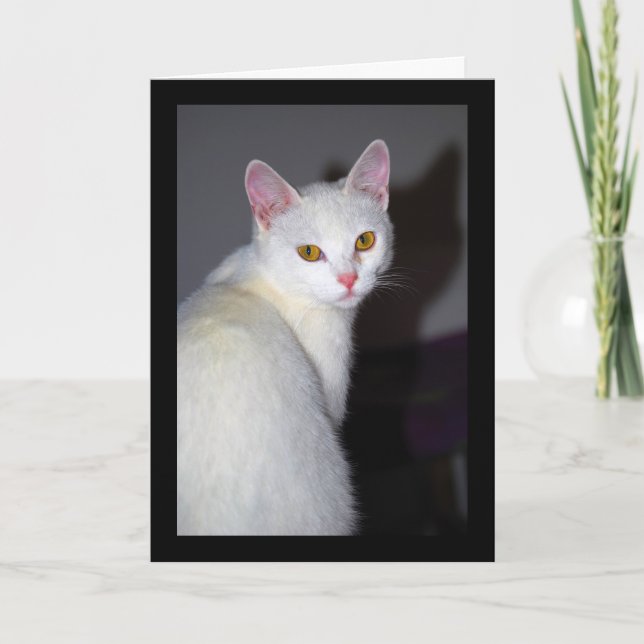 Carte Portrait d'un chat blanc (Devant)