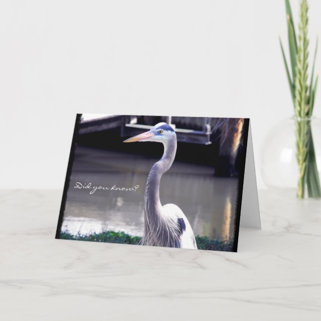 Carte Portrait d'un grand héron bleu (Devant)
