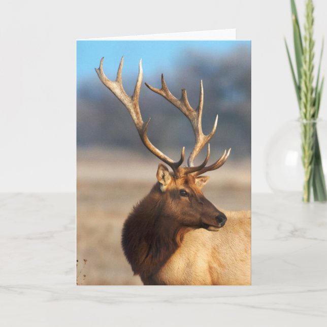 Carte Portrait d'un superbe élan mâle (Devant)