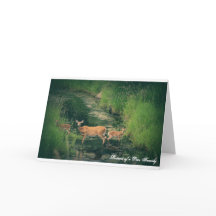 Portrait d'une famille de cerfs communs