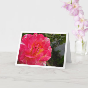 Carte Portrait gros plan de rose rose
