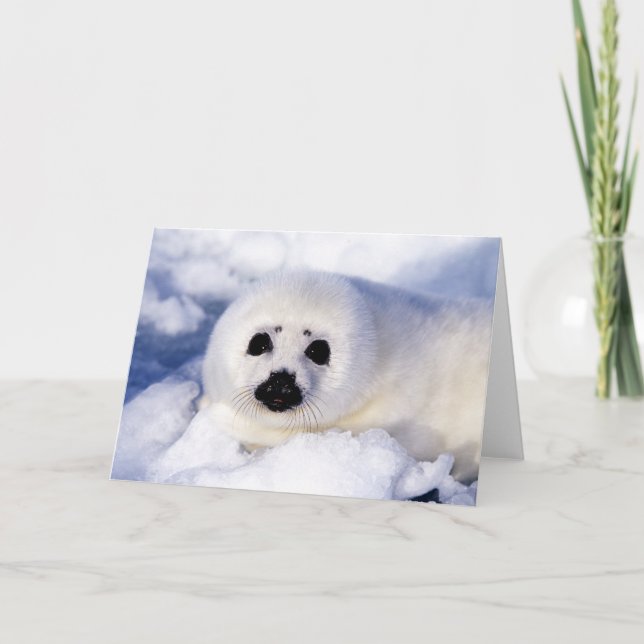 Carte Portrait of a Harp Seal Pup (Devant)