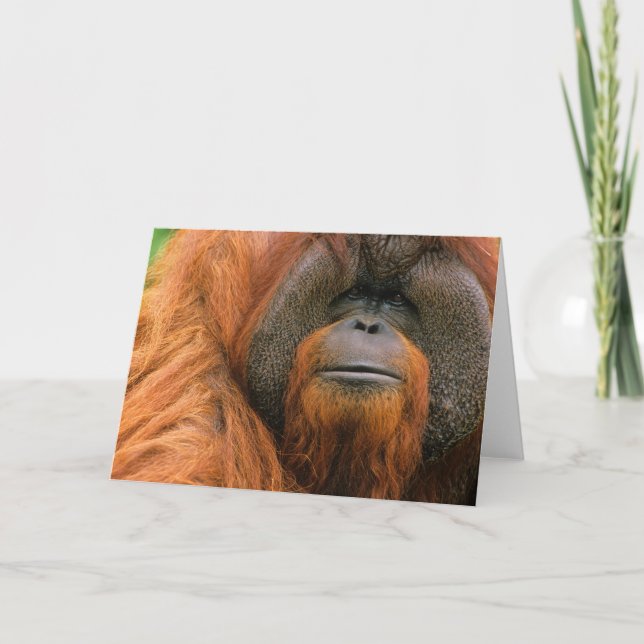 Carte Portrait of Orang-utang Male, Georgia, USA (Devant)