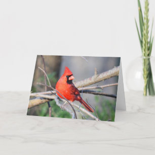 Carte Pose estivale du cardinal