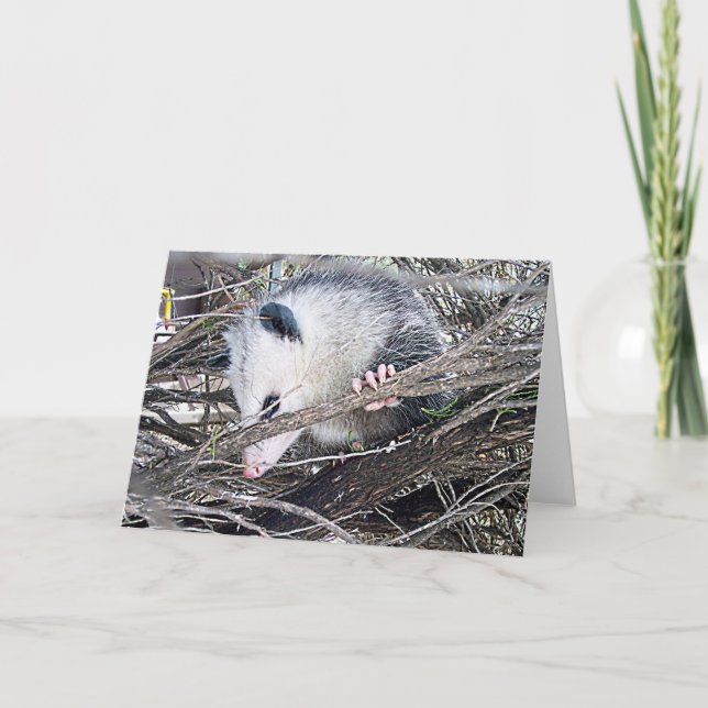Carte Possum Opossum (Devant)
