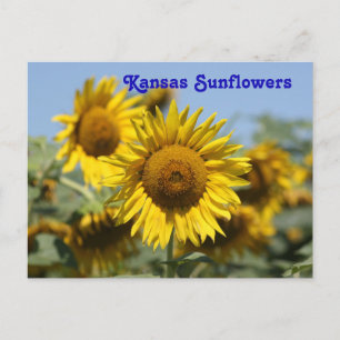 CARTE POST Kansas Sunflowers
