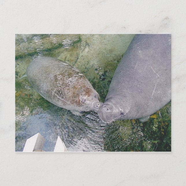 Carte Post Smooch Manatee (Devant)