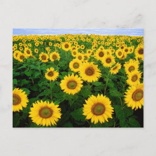 Carte postale