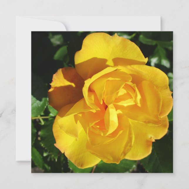 Carte postale (Devant)