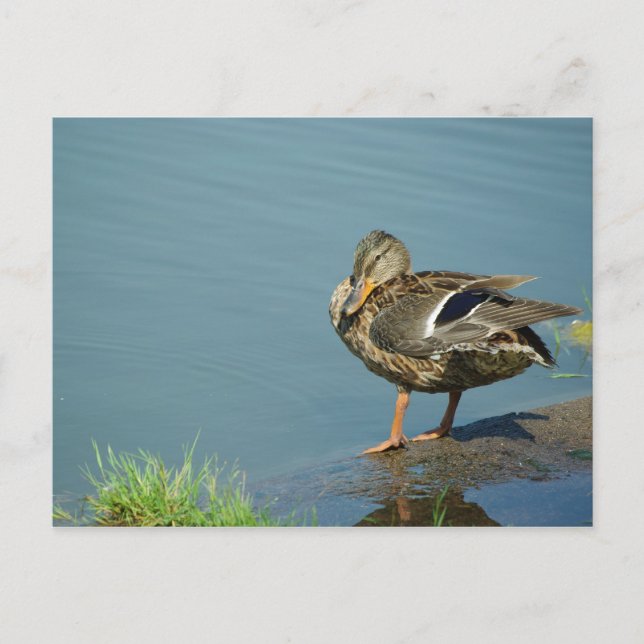 Carte postale (Devant)