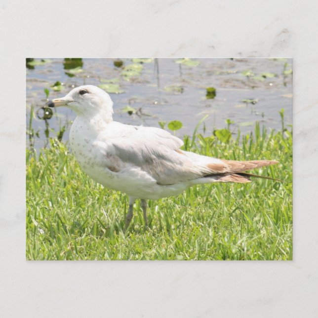 Carte postale (Devant)