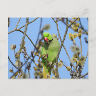 Carte postale