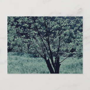 Carte postale
