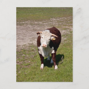 Carte postale