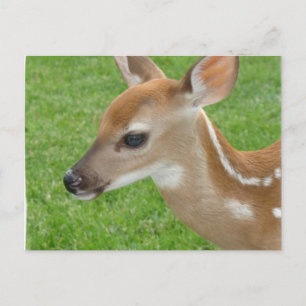 Carte postale
