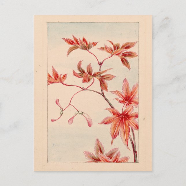 Carte postale (Devant)