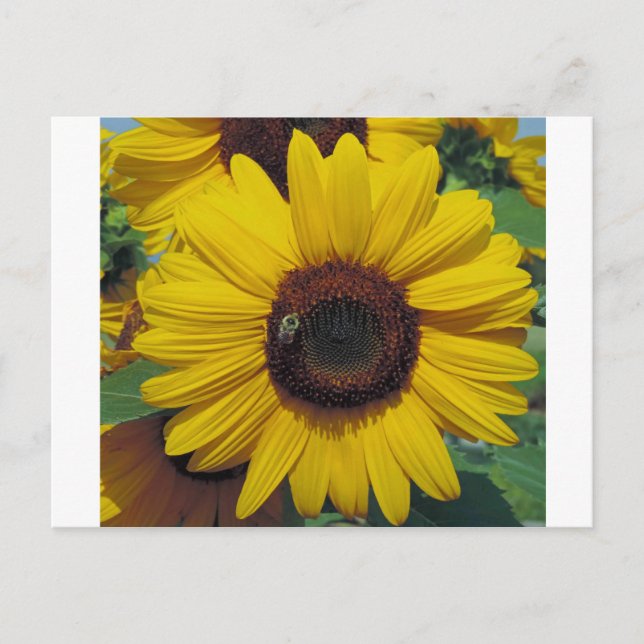 Carte postale (Devant)