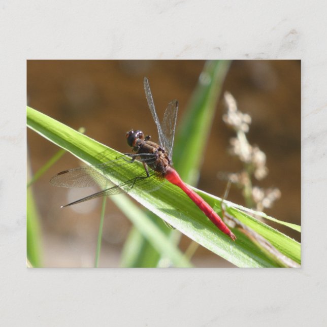 Carte postale (Devant)