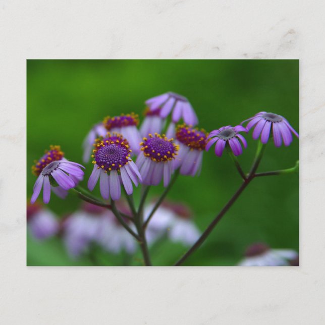 Carte postale (Devant)