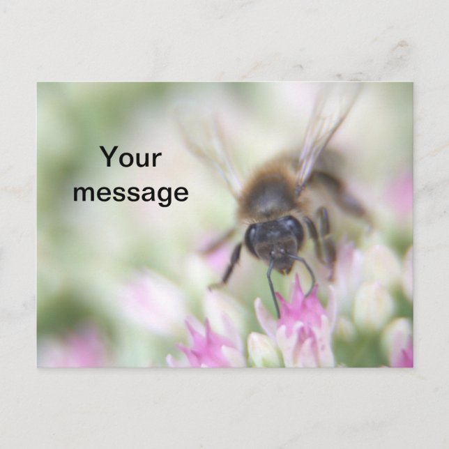 Carte postale (Devant)