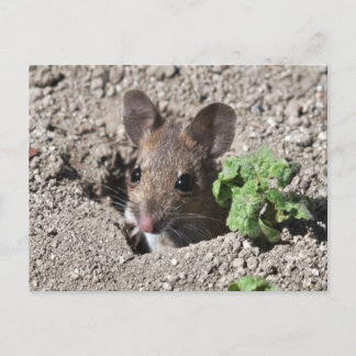 Carte postale