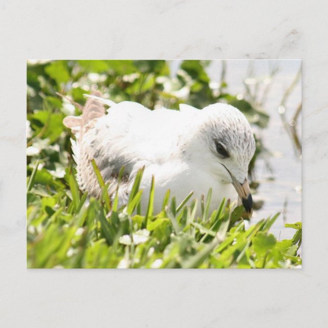 Carte postale (Devant)